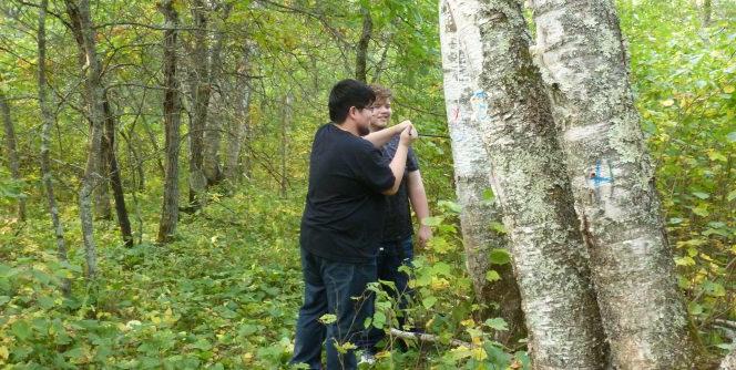 hobson forest sampling